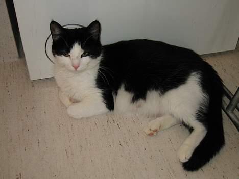 Huskat            *---MISSER---* billede 8