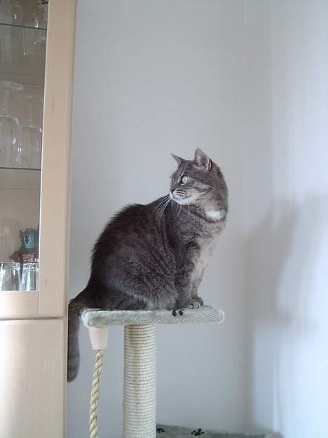 Blanding af racer *SPEEDY* - fine "lille" speedy billede 12