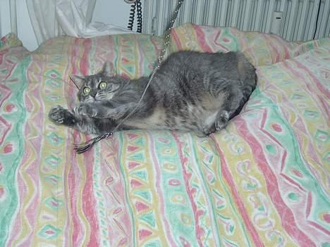 Blanding af racer *SPEEDY* - speedy leger..(taget af : michella o)  billede 13