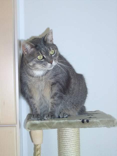 Blanding af racer *SPEEDY* billede 14