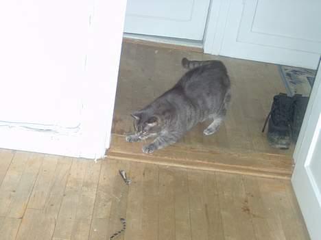 Blanding af racer *SPEEDY* - taget af michella o billede 15