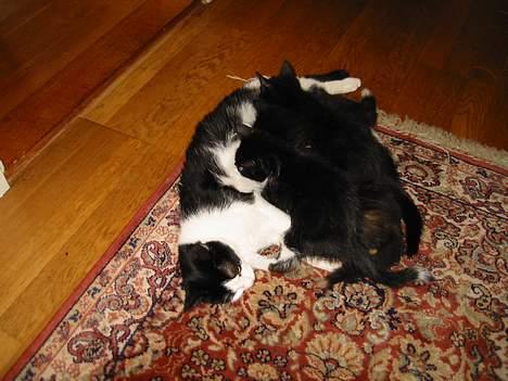 Huskat            *---MISSER---* billede 9