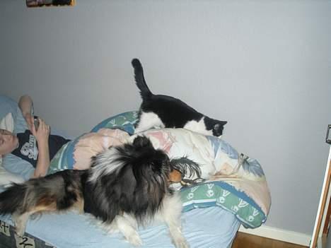 Huskat            *---MISSER---* billede 10