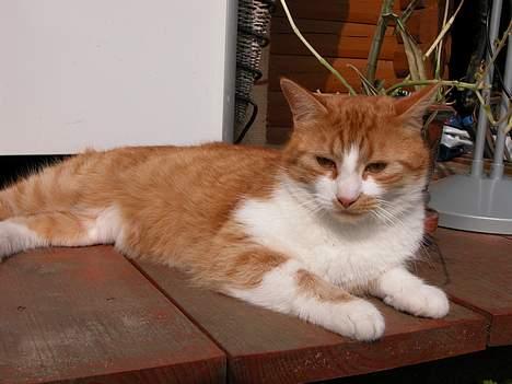 Blanding af racer Garfie R.I.P. - Ligger lige ude i det gode vejr og soler mig :) billede 1