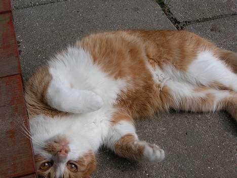 Blanding af racer Garfie R.I.P. - Triller lige en omgang ;) billede 2