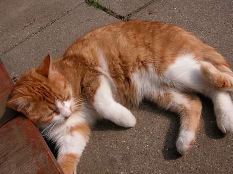 Blanding af racer Garfie R.I.P. - Det bare lækkert det her! billede 3