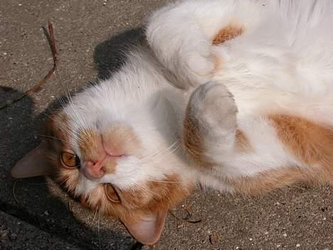 Blanding af racer Garfie R.I.P. - Lidt hund er man vel.... billede 4