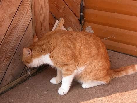 Blanding af racer Garfie R.I.P. - Æv, kattelemmen er lukket :( - Det er måske fordi jeg er blevet for stor :-P billede 5