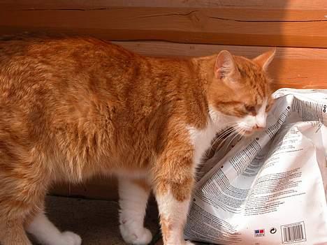 Blanding af racer Garfie R.I.P. - Mmmnnh MAD!! billede 6