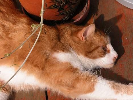 Blanding af racer Garfie R.I.P. - Godt med en strækker... :) billede 7