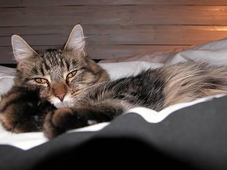Maine Coon Uldtotten - Ligger bare SÅ godt her i de nye dyner =) billede 1