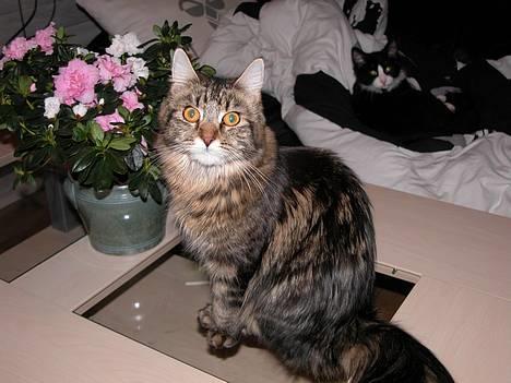 Maine Coon Uldtotten - Det er mig, Uld =) billede 2