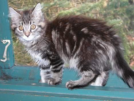 Maine Coon Uldtotten billede 3