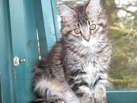 Maine Coon Uldtotten - "Ved godt jeg er uimodståelig.... :-P" billede 4