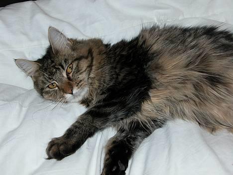 Maine Coon Uldtotten - AAARRRHHHH billede 5