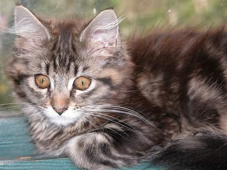 Maine Coon Uldtotten - Vindueskarmen er faktisk go at ligge i.... billede 6