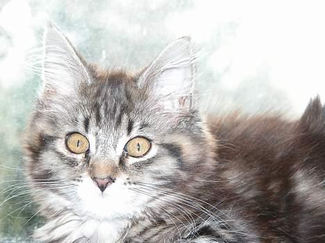 Maine Coon Uldtotten - Kælepottemis billede 7