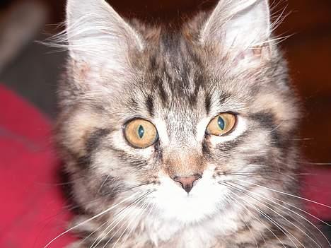 Maine Coon Uldtotten - "Hva glor du på??" billede 8