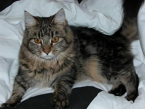 Maine Coon Uldtotten billede 9