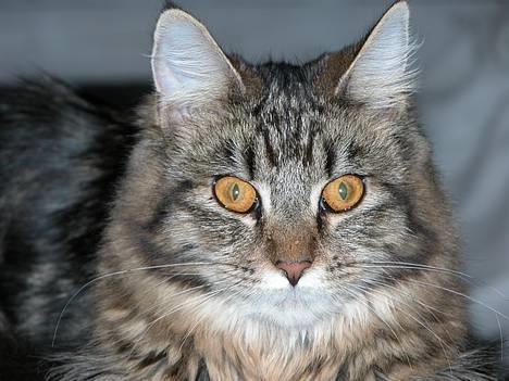 Maine Coon Uldtotten - Billede taget den 31/8. Uld snart 8 mdr. billede 10
