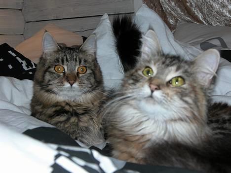 Maine Coon Uldtotten - Min gode veninde Sally og jeg... =) billede 11