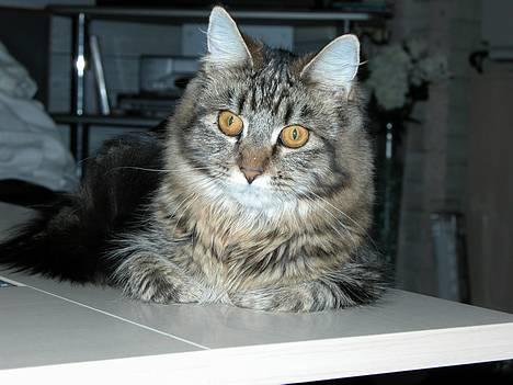 Maine Coon Uldtotten billede 12