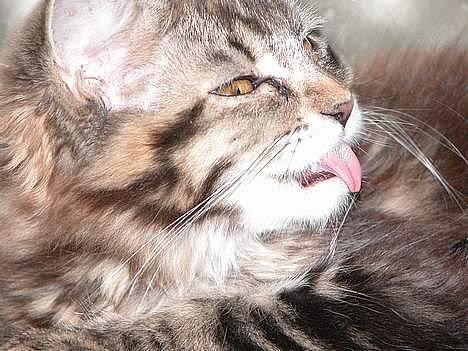 Maine Coon Uldtotten - Rækker tunge til Chenilla :-P billede 13