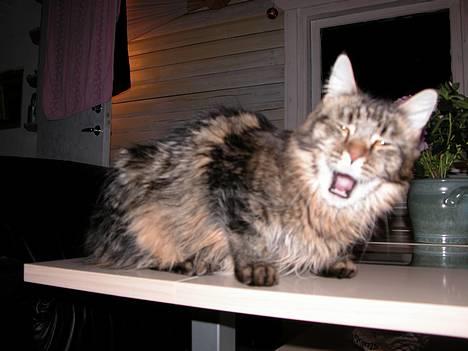 Maine Coon Uldtotten - HeeY! billede 14