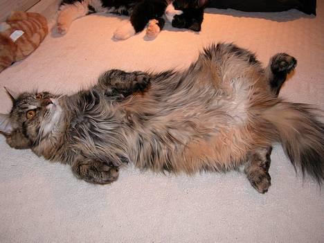 Maine Coon Uldtotten - Prøv lige at se alt mit maveuld...! :) billede 15