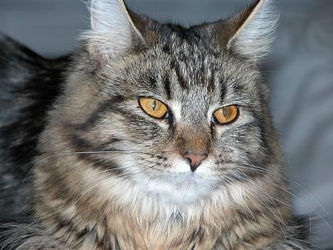 Maine Coon Uldtotten billede 16