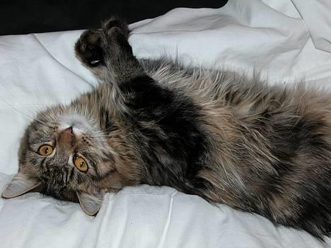 Maine Coon Uldtotten billede 17