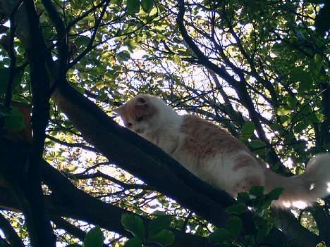 Blanding af racer garfield - Se mig " Tarzan " det hed min far os..... billede 6
