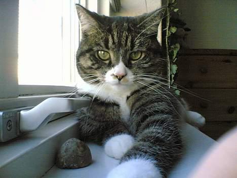 Blanding af racer . ~ * Puma * ~ . billede 11