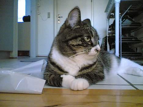 Blanding af racer . ~ * Puma * ~ . billede 12