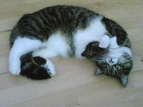 Blanding af racer . ~ * Puma * ~ . billede 13