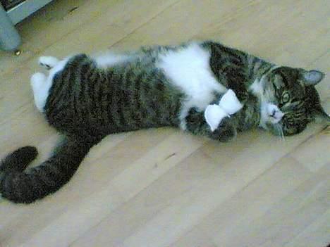 Blanding af racer . ~ * Puma * ~ . billede 14