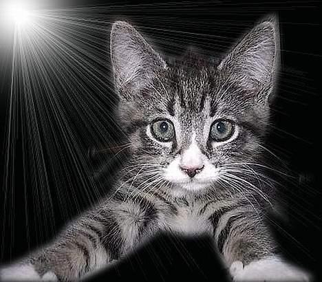 Blanding af racer . ~ * Puma * ~ . billede 16