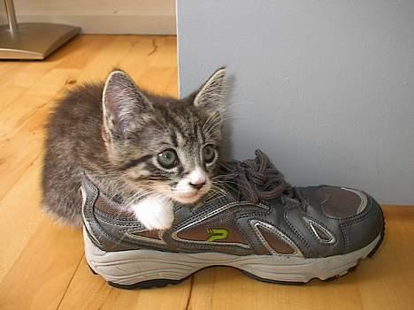 Blanding af racer . ~ * Puma * ~ . billede 17