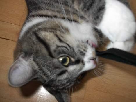 Blanding af racer . ~ * Puma * ~ . billede 18