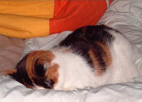 Blanding af racer Gizmo billede 11