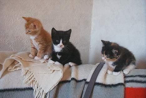 Huskat Garfield - 3-kløveret billede 11