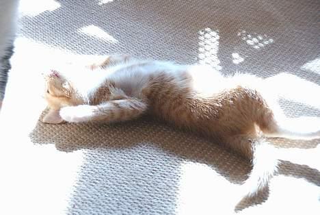 Huskat Garfield - solbad billede 12