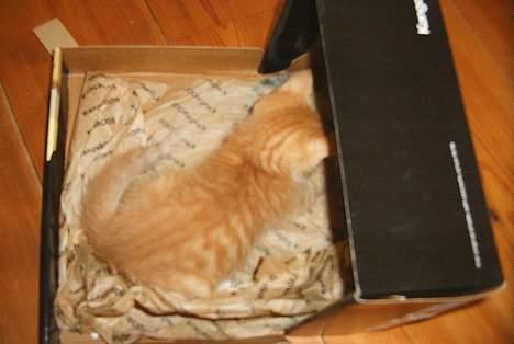 Huskat Garfield - leg i skoæske billede 13