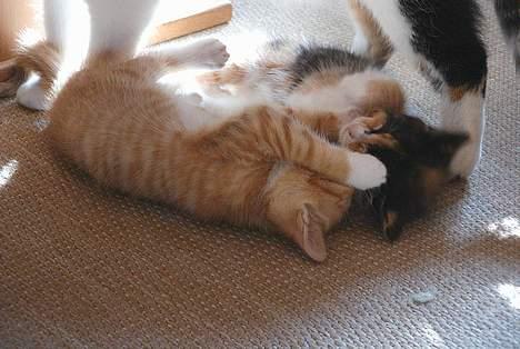 Huskat Garfield - slåskamp  billede 14