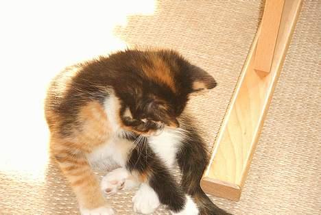 Huskat Gizmo - vask billede 5