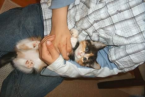 Huskat Gizmo - Nu er jeg ved at falde ned billede 6