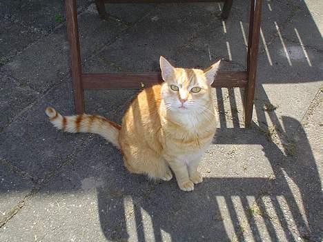 Blanding af racer Susi (RIP d. 4. Maj 2010) - Susi i solen.. billede 11