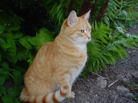 Blanding af racer Susi (RIP d. 4. Maj 2010) billede 12