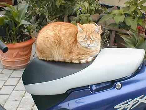 Blanding af racer Susi (RIP d. 4. Maj 2010) - Susi har en forkærlighed for at ligge på varme ting.. og sædet på denne scooter er blevet varm i solen.. billede 13