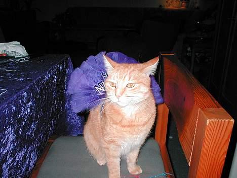 Blanding af racer Susi (RIP d. 4. Maj 2010) - Susi er med til Nytår´s fest.. billede 14